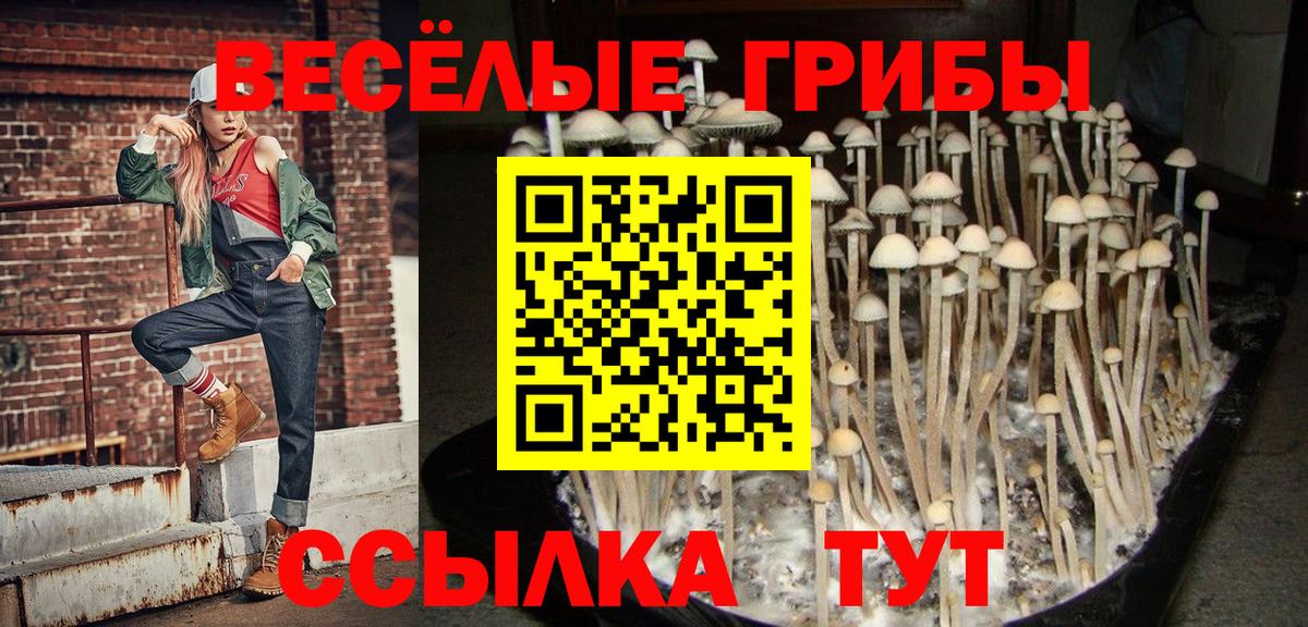 Галлюциногенные грибы MAGIC MUSHROOMS  где купить наркоту  Знаменск  Вход с VPN 