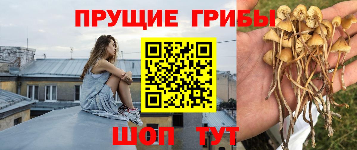 Галлюциногенные грибы Psilocybe Знаменск